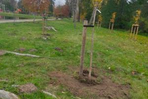 Kasztanowce i klony