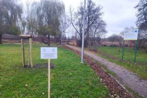 Kasztanowiec i tawuły 1B