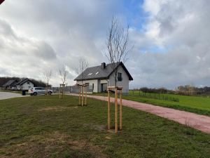 Cztery drzewa zostały posadzone obok krzewów