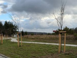 Drzewa na tle przyrody