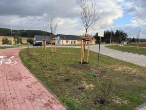 Drzewa obok ściezki rowerowej