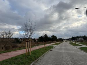 Drzewa posadzone między drogą a chodnikiem