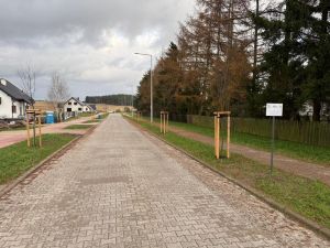 Drzewa zostały posadzone po obu stronach ulicy