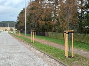 Dzewa wzdłuż ulicy zostały posadzone