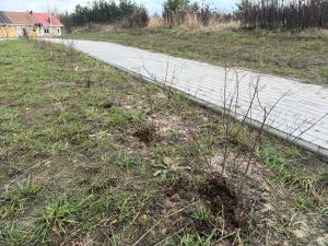 Krzewy obok chodnika