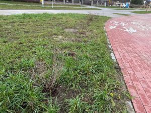 Krzewy posadzone obok ściezki rowerowej