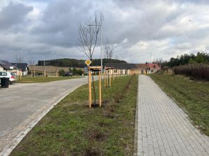 Widok drzew, które zostały posadzone między drogą a chodnikiem