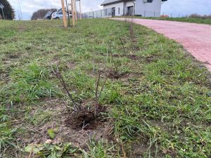Widok świeżo posadzonych krzewów
