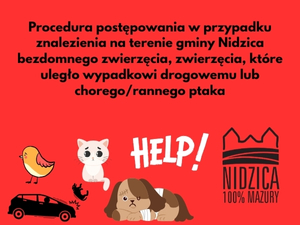 Procedura postępowania w przypadku znalezienia na terenie gminy Nidzica bezdomnego zwierzęcia, zwierzęcia, które uległo wypadkowi drogowemu lub chorego rannego ptaka